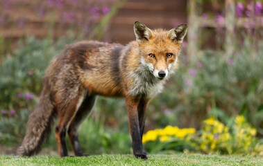 Fototapeta premium Close up of a red fox standing on green grass in a garden