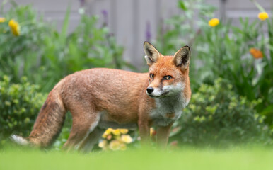 Close up of a red fox standing on green grass in a garden