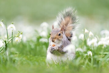 Fototapeta premium Close-up of a Grey Squirrel eating nut in snowdrops