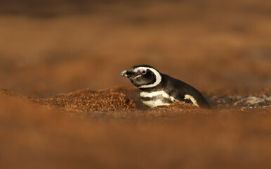 Close up of a Magellanic penguin in a burrow