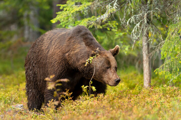 Obraz na płótnie Canvas Close up of an Eurasian Brown bear in a forest