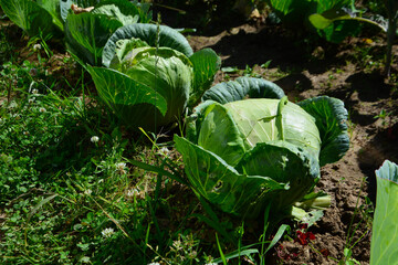 cabbage growing in the garden