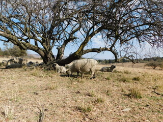 A herd of Hampshire Down Ewe sheep sleeping in the shade under a leafless dry tree on a winter's...