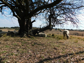 A herd of Hampshire Down Ewe sheep sleeping in the shade under a leafless dry tree on a winter's golden grass field. :The background is a blue sky with scattered white clouds