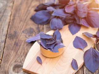 fresh purple basil leaves in wooden bowl