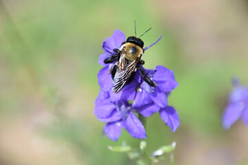 Fantastic Close Up Look at a Pollinating Bee