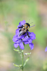 Stunning Bee Pollinating Purple Flower Blossoms in the Spring