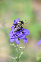 Close Up Look at a Bee on a Purple Flower