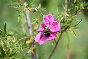 Pink Beach Rose with a Bee Pollinating It
