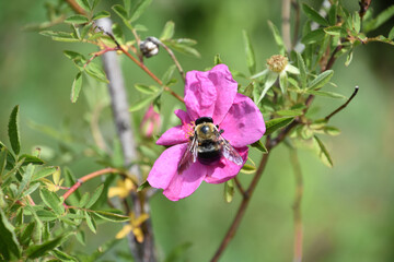Stunning Bee Pollinating a Pink Beach Rose