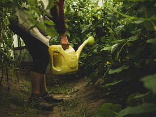 grandmother watering tomatoes in a greenhouse in the country © Максим