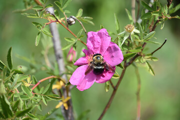 Obraz na płótnie Canvas Bee on a Rose Hip Flower Blossom in Bloom