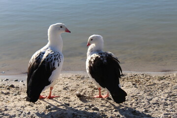 seagull on the beach