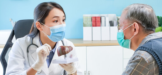 doctor explain liver model