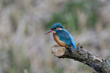 Common kingfisher sitting on a branch