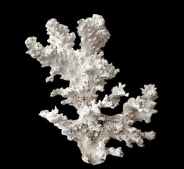 Coral isolated on black background © Dmitry