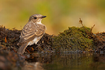 Muchołówka szara (Muscicapa striata) © Grzegorz