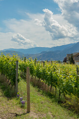 Grapes Growing in a Vineyard at a Winery in the Okanagan Valley