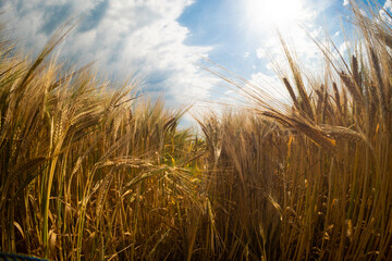 A shot of a field of wheat looking up to the blue sky with white clouds and the sun that provides life to the grain that is farmed and consumed by humans © drew