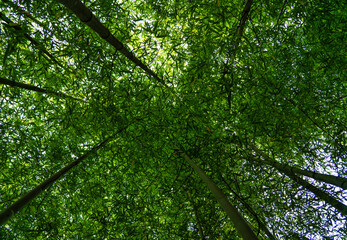 view of the trees in the forest from below