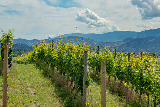 Vineyards in the Okanagan Valley British Columbia Canada