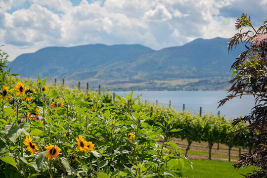 Sunflowers with Vineyard and Okanagan Lake in the Background at a Winery in British Columbia Canada