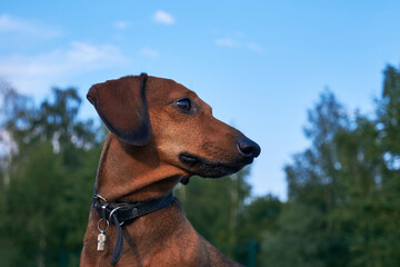 Head of red dachshund close up. Portrait of a dog on a background of blue sky