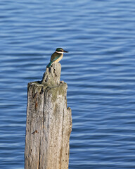 A sacred kingfisher, a New Zealand bird is sitting on an old post in the sea
