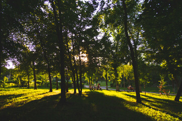 Beautiful sunset garden, great design for any purposes. Bright environment.