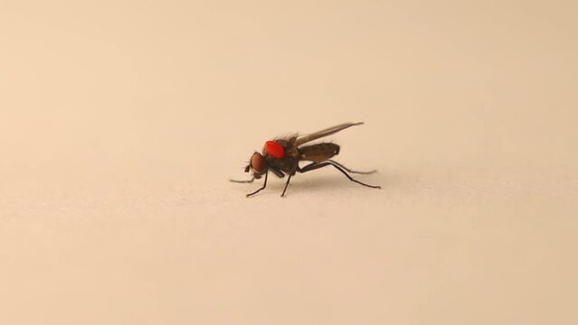 Housefly carrying a Phoretic Mite: (Red body: Mites and Ticks).
Parasites, parasite.
Macro house fly.
Insect isolated on a white background.
Insects, bugs, bug.
Wild nature , wildlife