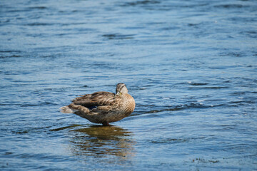 Duck sitting rock middle water cleans feathers with its beak after bathing.