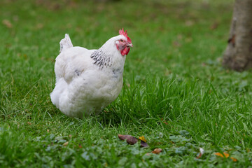 White Sussex chicken free range in garden grass