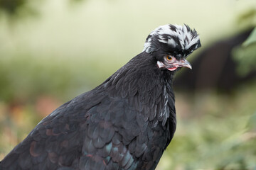 Close up of black Poland chicken isolated free range in garden