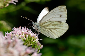 Rapsweißling (Pieris napi) an Wasserdost (Eupatorium cannabinum) // Green-veined white on a holy rope 