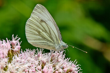 Rapsweißling (Pieris napi) an Wasserdost (Eupatorium cannabinum) // Green-veined white on a holy rope 