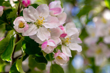 Naklejka na ściany i meble Beautiful blooming apple tree branches with pink flowers growing in a garden. Spring nature background.