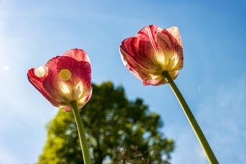 Fototapeta premium tulipano in controluce
