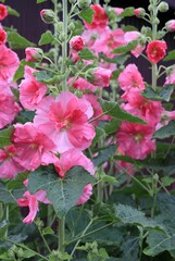 真っ直ぐに伸びたピンク色の葵