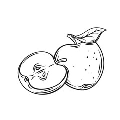 Apples line icon vector illustration. Hand drawn delicious whole fruit with leaf on stem, cut in half with peel and seeds for eating, outline sketch of organic vitamin appetizer for vegetarian diet