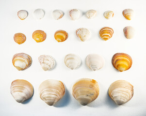 Pattern of lines of different sized seashells forming a rectangle, isolated on a white background. Flat lay, top view