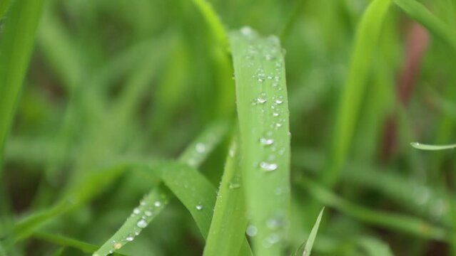 雨の日の草原　葉についた水滴