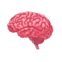 Human brain vector illustration. Cartoon isolated organ of nervous system protected by skull bones of head, side view of brain with cerebrum, brainstem and cerebellum to study anatomy, neurology
