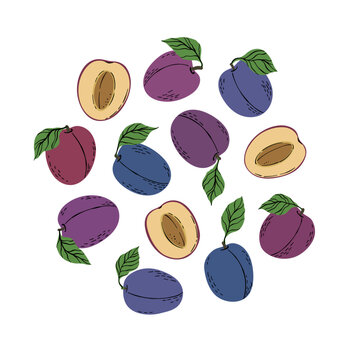 Tropical set violet plums and plum slices. Hand drawn fruits plum isolated on white background. for fabric, drawing labels, print, wallpaper of children's room, fruit background