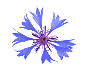 Fototapeta na wymiar Purple knapweed flowers isolated on white background. Blue wild cornflower herb or bachelor button flower.