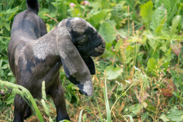 Moon spotted nubian goat on meadow. 5 days old baby looking at a flower. Selective focus