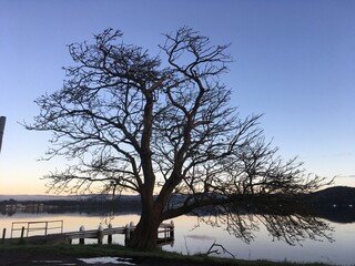 Bare tree blue sky still water