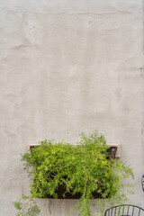 コンクリート壁に設置された観葉植物