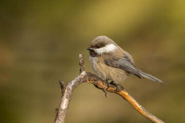 Siberian tit perched on a branch