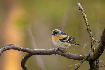 Male Brambling in breeding plumage perched on a branch