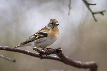 Female Brambling songbird perched on a branch